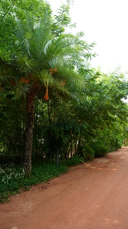 Site photograph of Woods Shamshabad