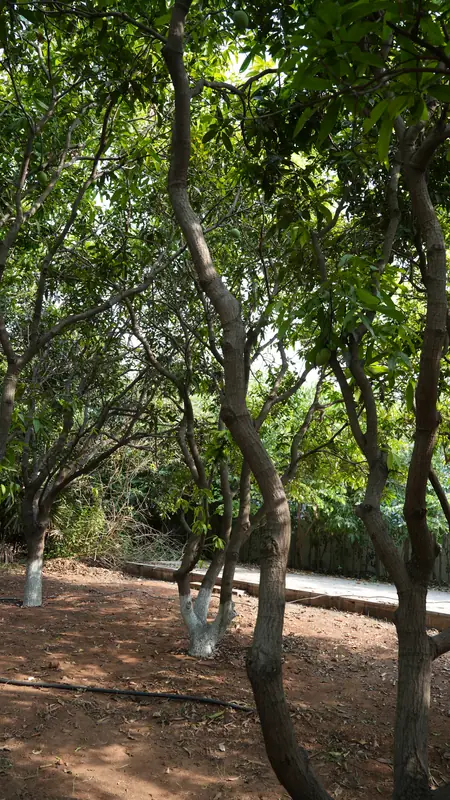 Site photograph of Woods Shamshabad