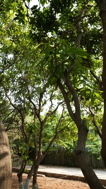 Site photograph of Woods Shamshabad