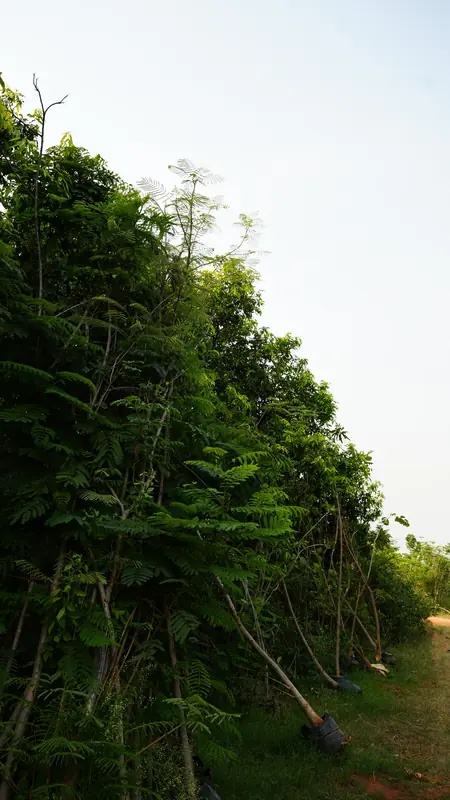 Site photograph of Woods Shamshabad