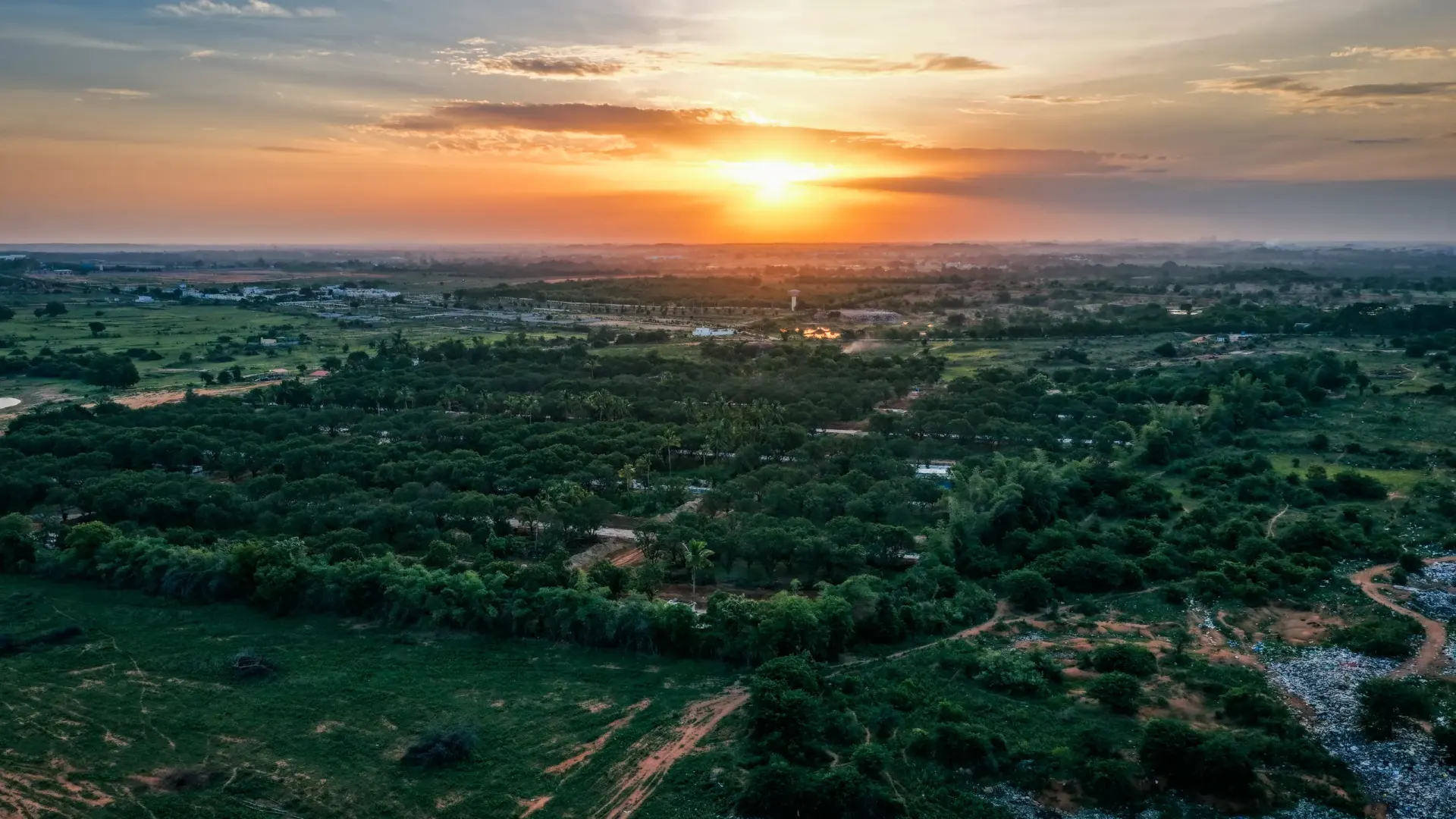 Aerial view of dense green tree canopy and open land at sunset
