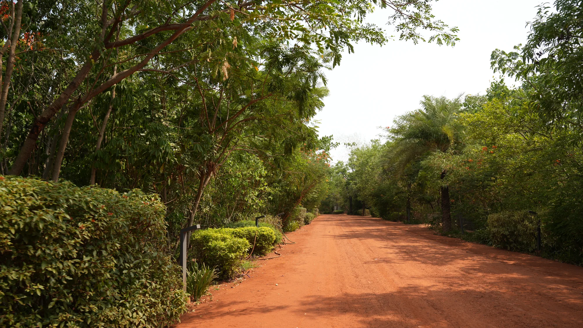 Red-earth road lined with trees inside Woods Shamshabad, Hyderabad