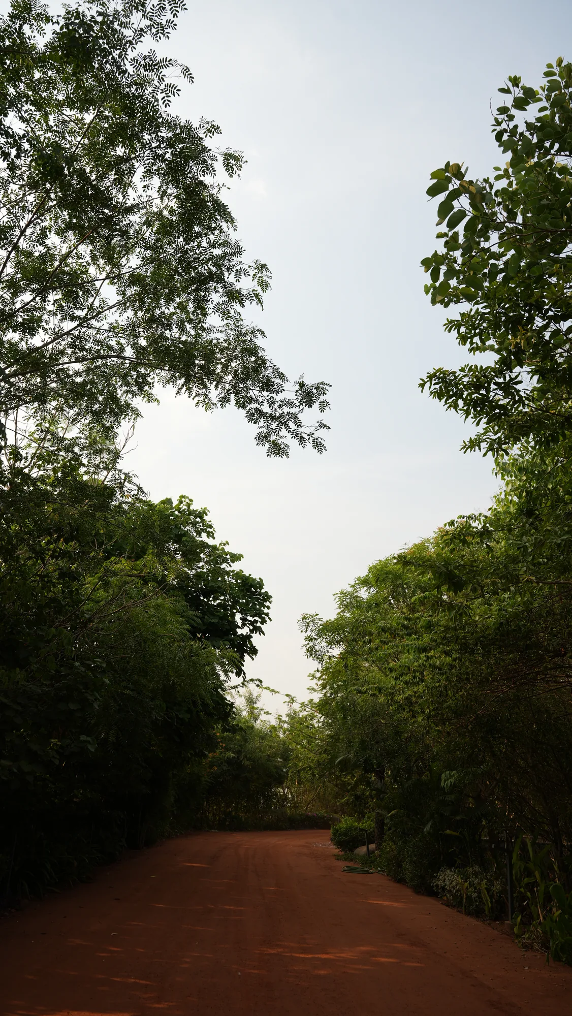 Tree-lined path under a dense canopy at Woods Shamshabad, Hyderabad